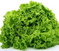 /album/cultivo-hidroponico-colombia/a1-lechuga-jpg/